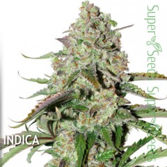 Auto Colorado Cookies Feminised 7ks