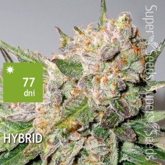 Auto Glueberry O.G. Feminised 1ks