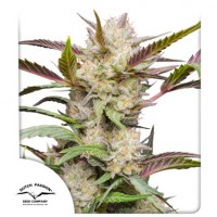 Auto Mimosa Punch Feminised 1ks
