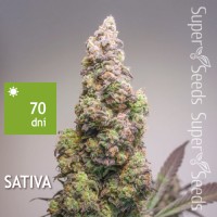Auto Orange Bud Feminised 3ks
