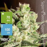 Auto White Widow Feminised 1ks