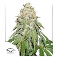 Banana Blaze Feminised 10ks