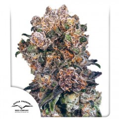 Blueberry Feminised 1ks