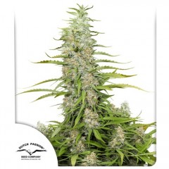C-Vibez Feminised 10ks