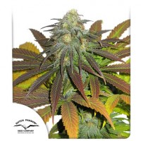 Californian Orange Feminised 1ks