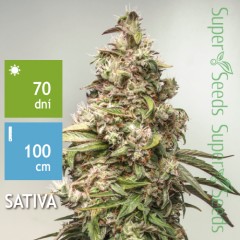 CBD Auto Charlotte’s Angel Feminised 7ks