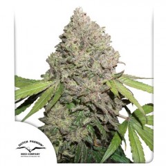 CBD Charlotte’s Angel Feminised 1ks