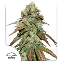 CBD Mazar Feminised 5ks