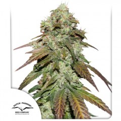 CBD Mazar Feminised 1ks
