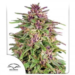 Frisian Dew Feminised 10ks