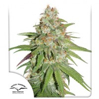 Glueberry O.G. Feminised 3ks