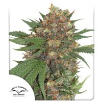 Master Kush Feminised 10ks