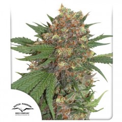 Master Kush Feminised 10ks