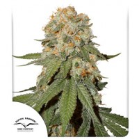 Orange Bud Feminised 10ks