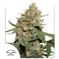 Skunk #11 Feminised 10ks