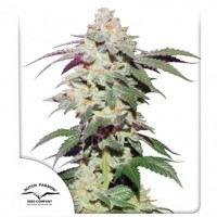 Skywalker Haze Feminised 10ks