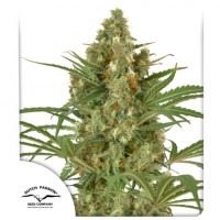Snow Bud Feminised 10ks