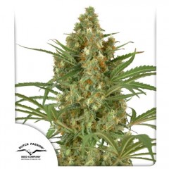 Snow Bud Feminised 10ks
