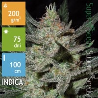 Blue Auto Mazar Feminised 1ks