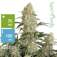 Auto Critical Orange Punch Feminised 1ks
