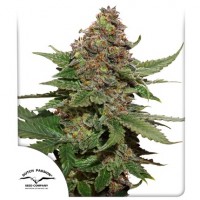 Strawberry Cough Feminised 10ks