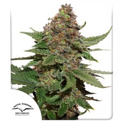 Strawberry Cough Feminised 10ks