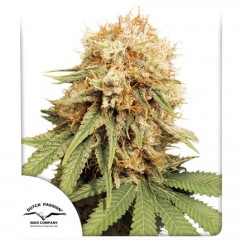 White Widow Feminised 10ks