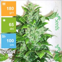 Auto Big Bud Feminised