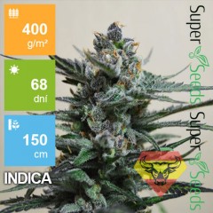Auto Blueberry SV 1ks