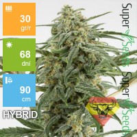Auto Critical+ Feminised 3ks