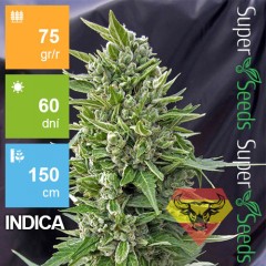 Auto Northern Light Feminised 1ks