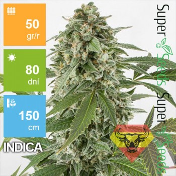 Auto White Widow Feminised 1ks