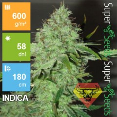 Big Bud Feminised 1ks