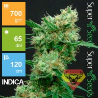 Super White Russian Feminised 1ks