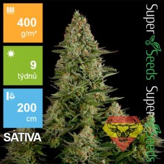 White Widow Feminised 1ks