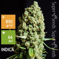 Super Skunk Feminised 1ks