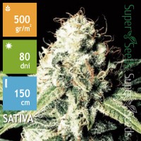 Auto Amnesia Feminised 3ks
