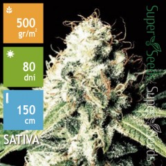 Auto Amnesia Feminised 3ks