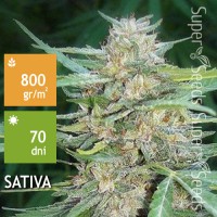 Amnesia Haze Feminised 10ks