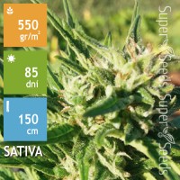 Auto Amnesia Haze Feminised 1ks