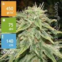 Auto Big Bud Feminised 3ks
