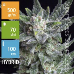 Auto Bubblegum Feminised 3ks