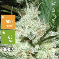 Auto Super White Russian Feminised 1ks