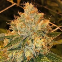 Gorilla Glue Feminised 1ks