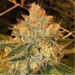 Gorilla Glue Feminised 1ks
