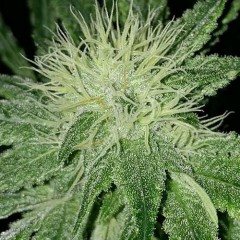 Amnesia Haze Feminised 1ks