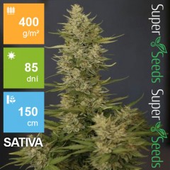 Auto Amnesia Feminised 1ks