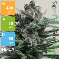 Auto Super Blueberry Feminised 5ks