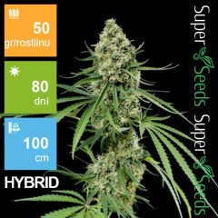 Auto Critical + Feminised 1ks
