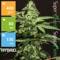 Auto Jack Herer Feminised 1ks